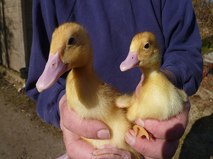 Aylesbury ducklings